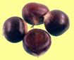 Fresh In-Shell Chestnuts